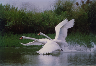 bird watching in chesapeake bay