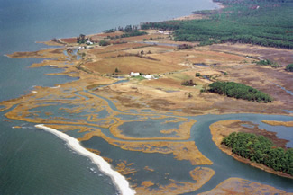 chesapeake bay sandy beach