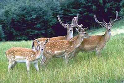 sika deer