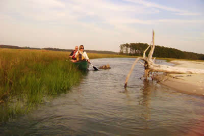 driftwood