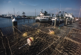 fishing chesapeake bay