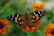 photography in Chesapeake Bay