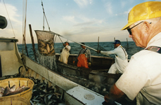 fishing in Chesapeake Bay area