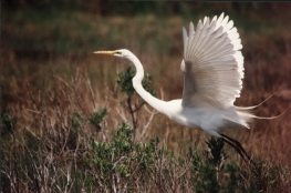 birding pic