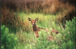 hunting wildlife chesapeake bay