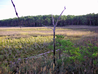 marshes sika deer