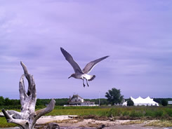 chesapeake bay wedding destination