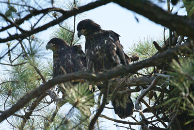 chesapeake bay photographers vacation