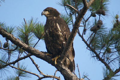 chesapeake bay photographers rental